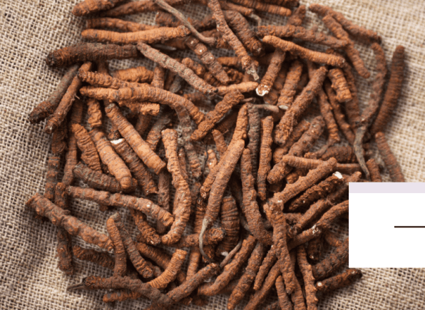 menovelle cordyceps sinensis