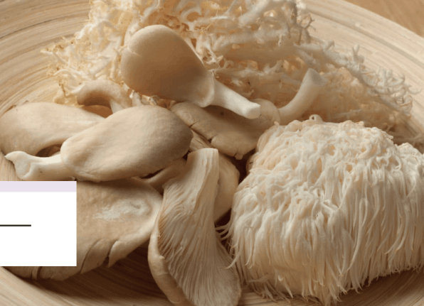 menovelle lions mane